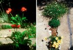 crackgarden-02..jpg