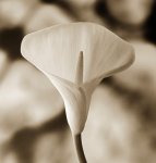 flower3..jpg